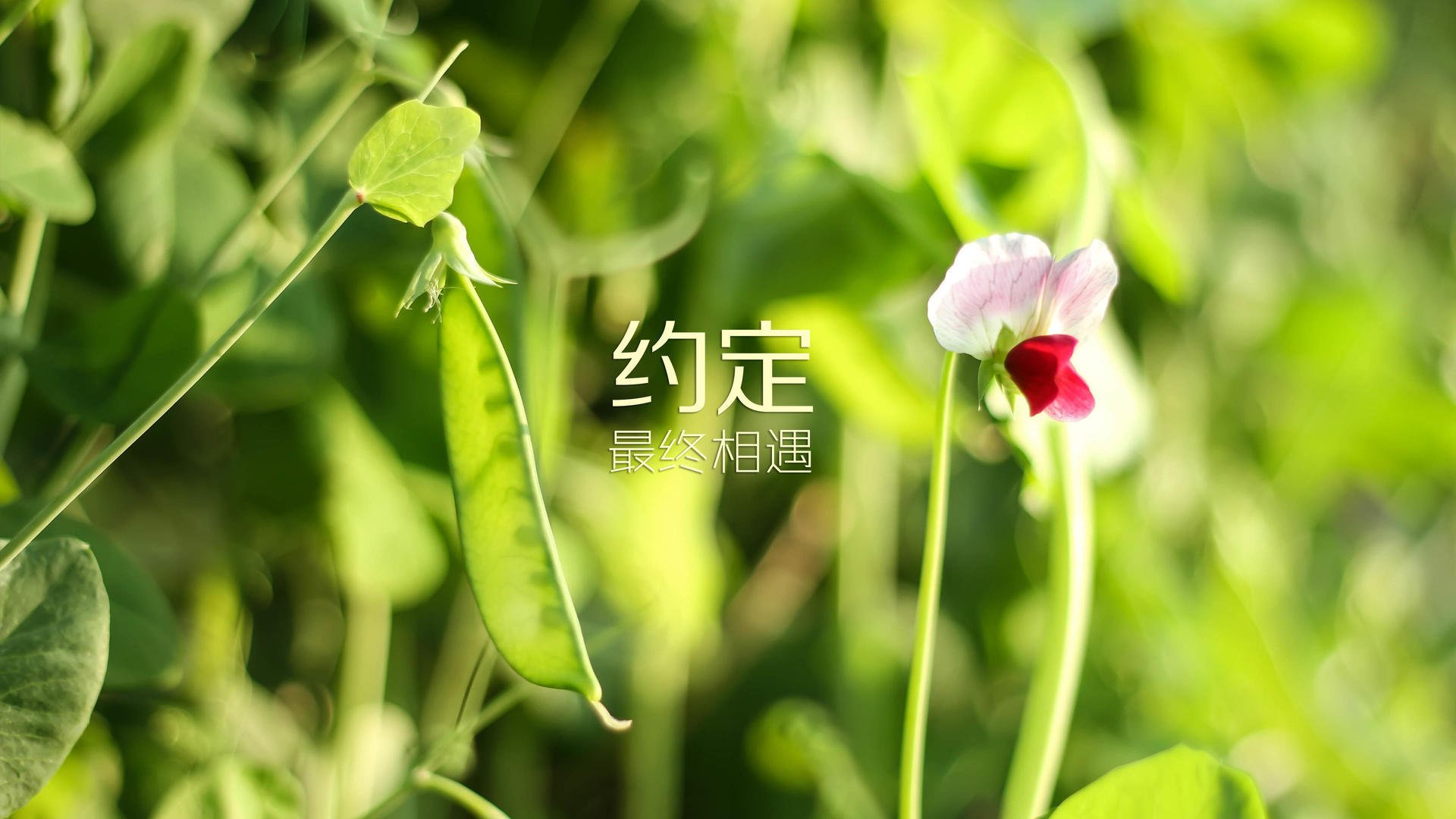 kaiyun体育app-世界棋王快棋对决中国新星力挫对手，快棋赛规则