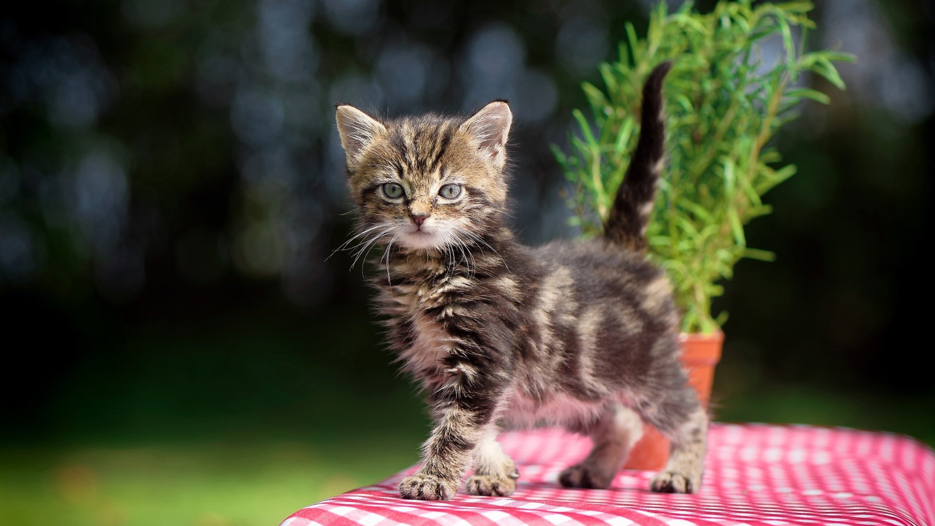 国足比赛前期压制与后期控场关系趋势，国足调整