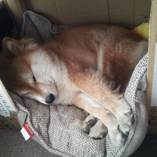 篮球运动员训练计划智能调整系统设计,篮球运动员系统训练方案