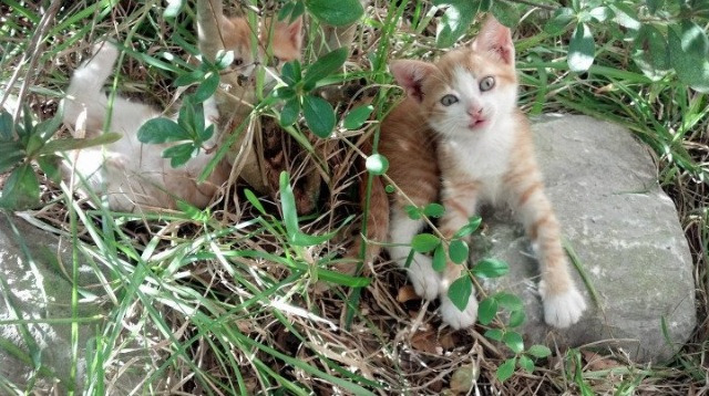 Chinese Taipei团队未来发展:创新与合作引领新篇章,taipei act