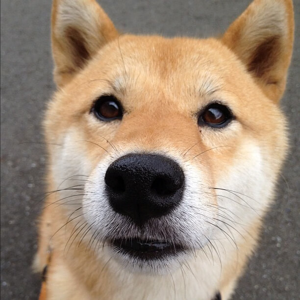 开云官网APP下载-五大联赛双中锋战术是否正逐渐重回主流视野，五大联赛最强中场