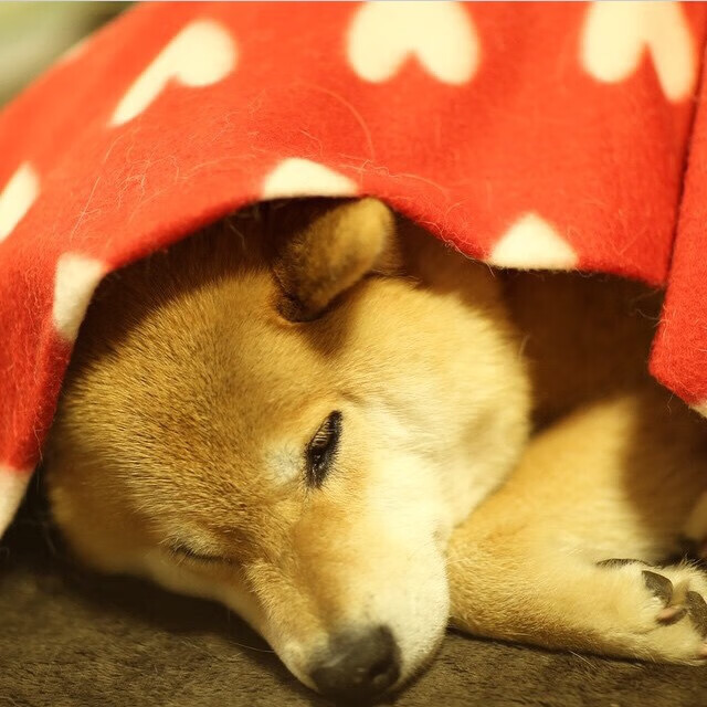 澳中差距不足0.2秒 成就经典之战，澳中关糸