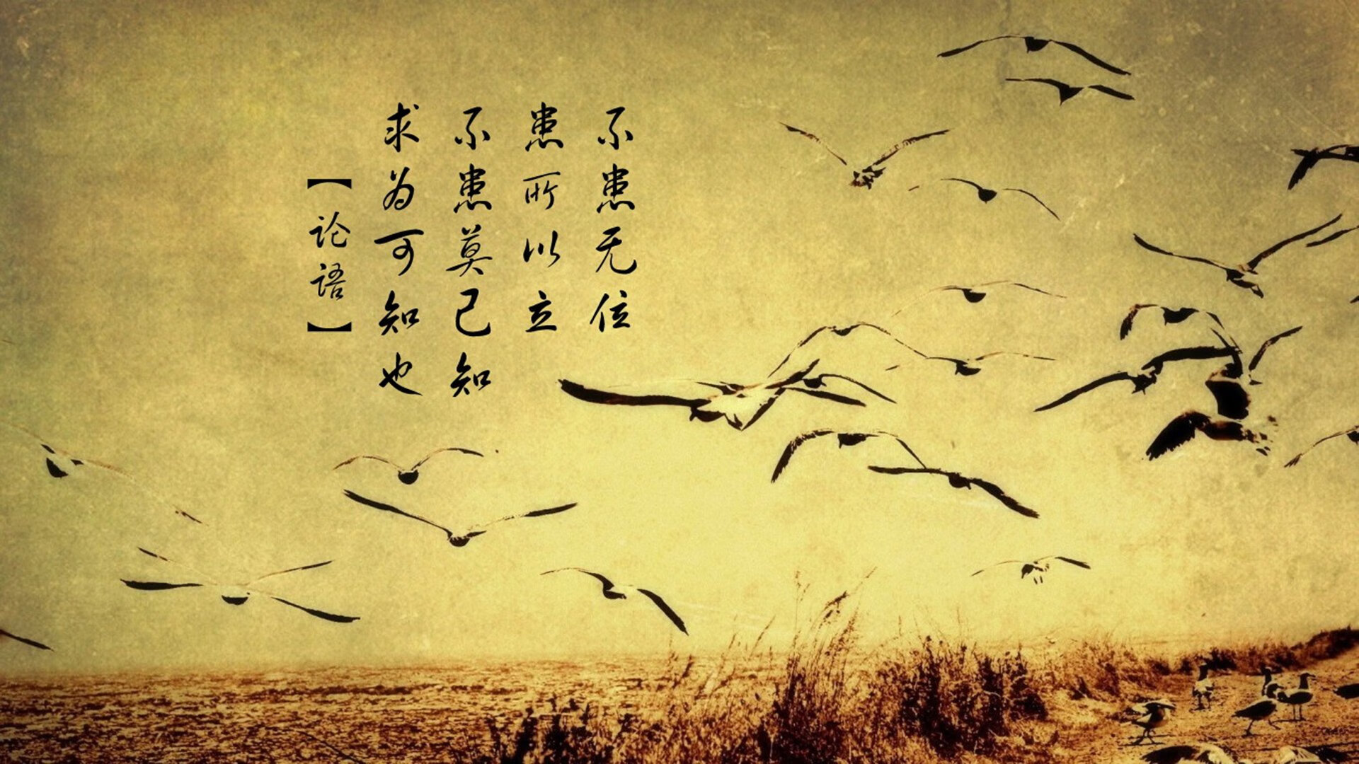 男子蛙泳划频控制更精准,蛙泳划频多少